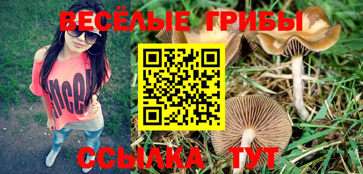Псилоцибиновые грибы прущие грибы Йошкар-Ола